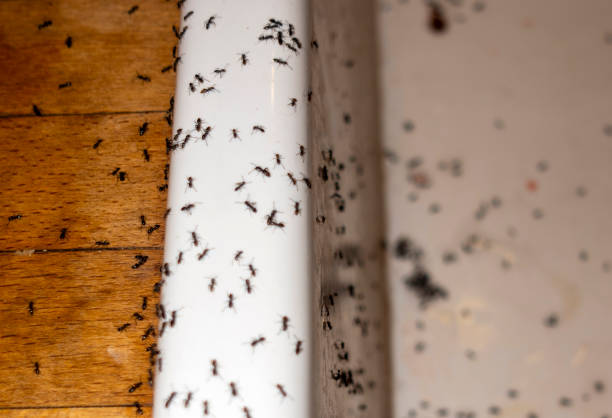 Best Spider Control Near Me  in Kotzebue, AK
