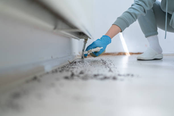 Best Local Pest Control Services  in Kotzebue, AK